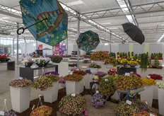 De calibrachoas van Westhoff. 